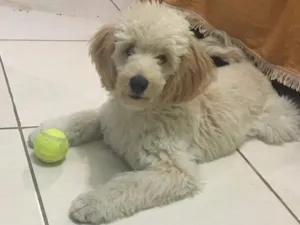 Cachorro raça Podle idade 7 a 11 meses nome Sam
