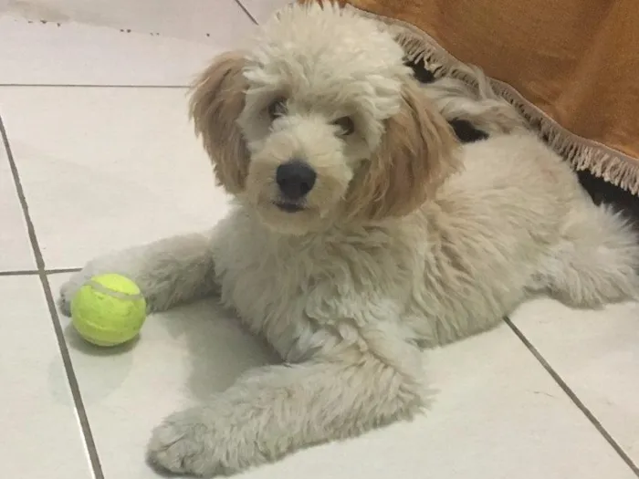 Cachorro ra a Podle idade 7 a 11 meses nome Sam