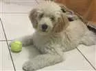 Cachorro raça Podle idade 7 a 11 meses nome Sam