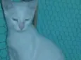 Perola