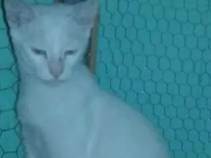 Gato raça S.R. D idade 2 a 6 meses nome Perola
