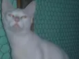 Perola