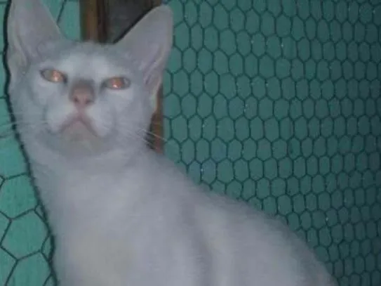 Gato raça S.R. D idade 2 a 6 meses nome Perola