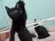 Fofuras