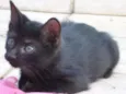 Fofuras