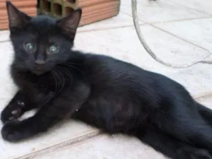 Gato raça SRD idade 2 a 6 meses nome Fofuras