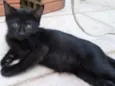 Fofuras