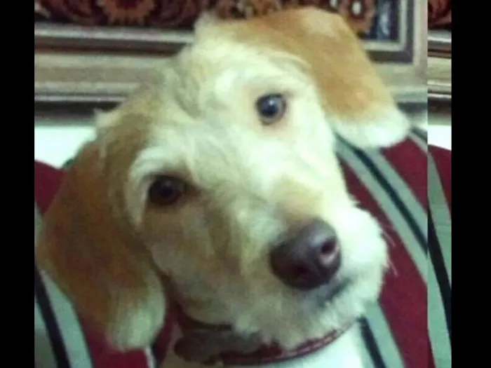 Cachorro ra a Sem raça definida idade 1 ano nome Mel