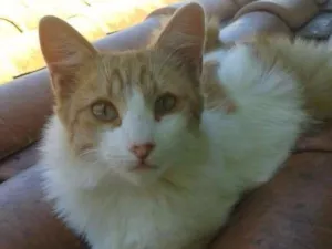 Gato raça SRD idade 2 a 6 meses nome Arezzo