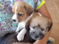 Dom, Vivi e Bibi
