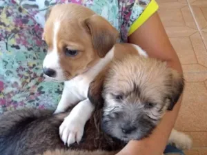 Cachorro raça Sem raça definida idade Abaixo de 2 meses nome Dom, Vivi e Bibi