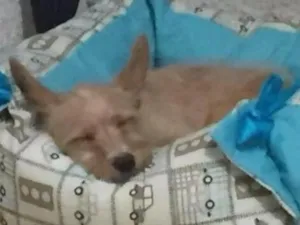 Cachorro raça Poodle com pinscher idade 7 a 11 meses nome John Lennon
