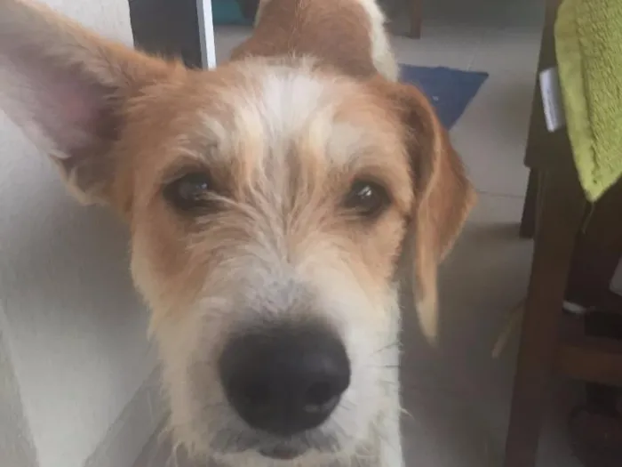 Cachorro ra a Vira-lata  idade 3 anos nome Zezinho