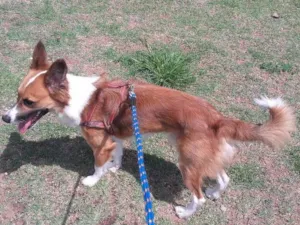 Cachorro raça Srd idade 1 ano nome Simba