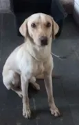 Duke