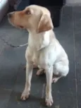 Duke