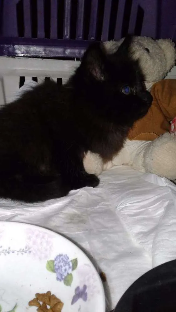 Gato ra a Srd idade Abaixo de 2 meses nome Pepe