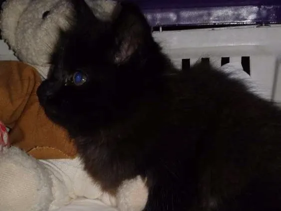 Gato ra a Srd idade Abaixo de 2 meses nome Pepe