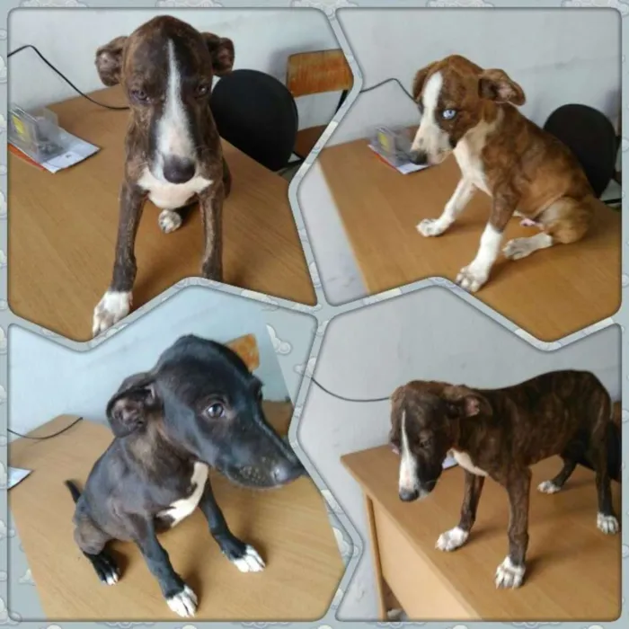 Cachorro raça S. R. D idade 2 a 6 meses nome Sem nome! 