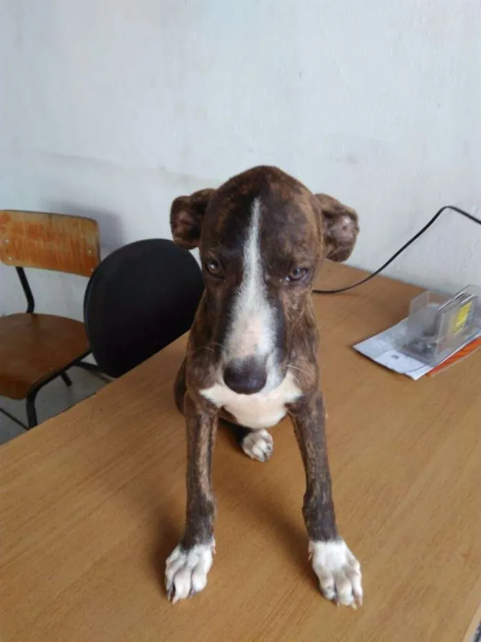 Cachorro raça S. R. D idade 2 a 6 meses nome Sem nome! 