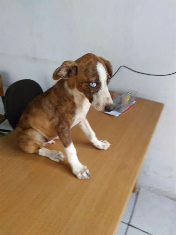 Cachorro raça S. R. D idade 2 a 6 meses nome Sem nome! 