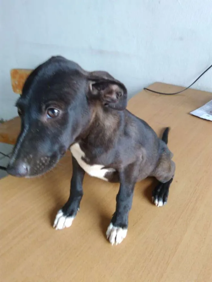 Cachorro raça S. R. D idade 2 a 6 meses nome Sem nome! 