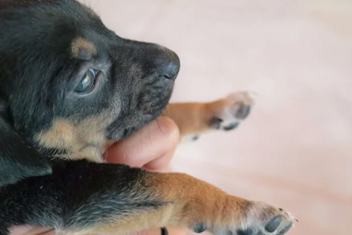 Cachorro ra a  idade Abaixo de 2 meses nome Sem Nome