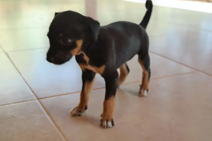 Cachorro ra a  idade Abaixo de 2 meses nome Sem Nome