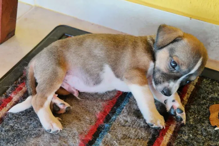 Cachorro ra a  idade Abaixo de 2 meses nome Sem Nome