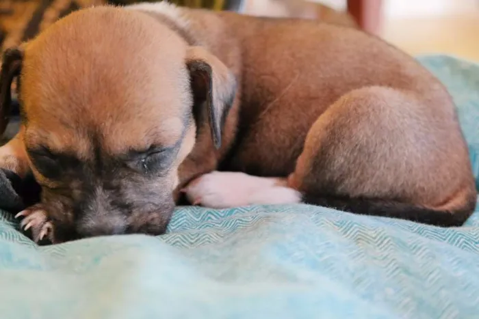 Cachorro ra a  idade Abaixo de 2 meses nome Sem Nome