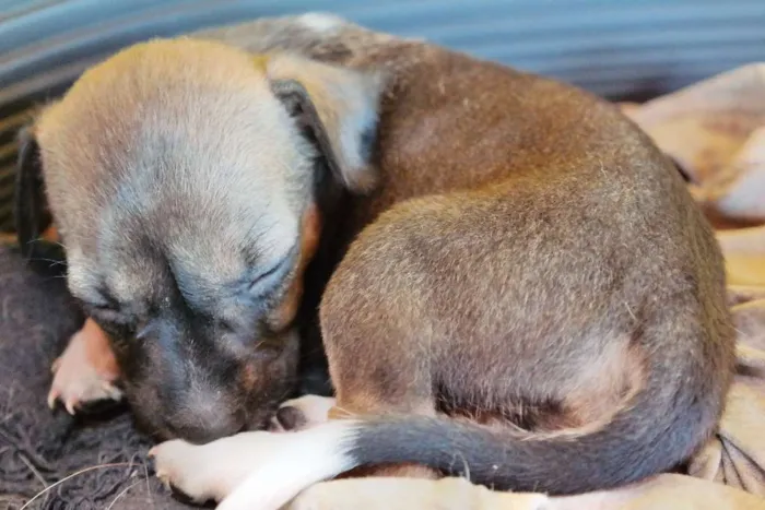 Cachorro ra a  idade Abaixo de 2 meses nome Sem Nome