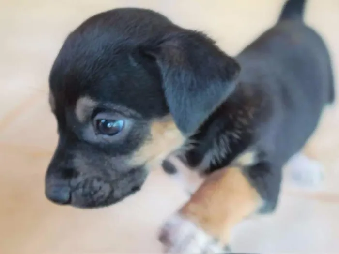 Cachorro ra a  idade Abaixo de 2 meses nome Sem Nome