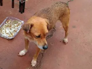 Cachorro raça Srd idade 2 anos nome Mel