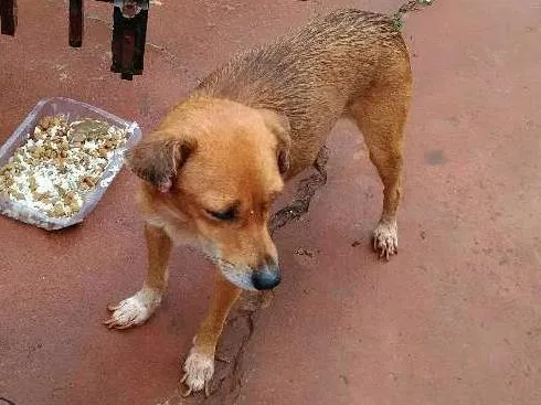 Cachorro ra a Srd idade 2 anos nome Mel