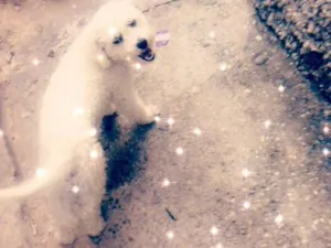 Cachorro raça Pundo idade 2 anos nome Cookie