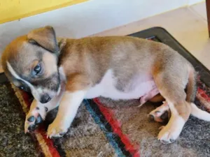 Cachorro raça  idade Abaixo de 2 meses nome Sem Nome