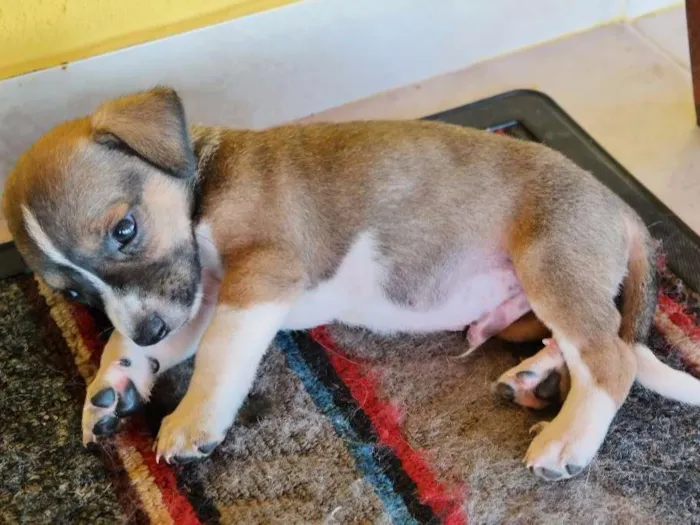 Cachorro ra a  idade Abaixo de 2 meses nome Sem Nome