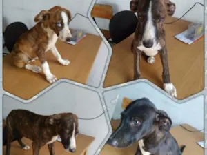 Cachorro raça S. R. D idade 2 a 6 meses nome Sem nome! 