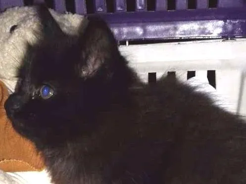 Gato ra a Srd idade Abaixo de 2 meses nome Pepe