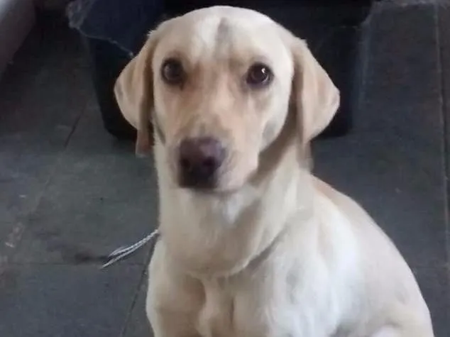Cachorro ra a Labrador (talvez mestiço) idade 1 ano nome Duke