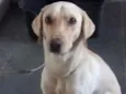 Duke