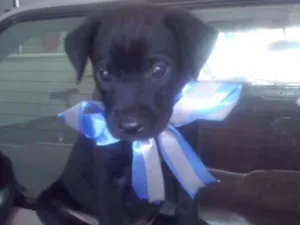 Cachorro raça viralata idade Abaixo de 2 meses nome filhotes