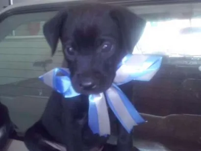 Cachorro raça viralata idade Abaixo de 2 meses nome filhotes