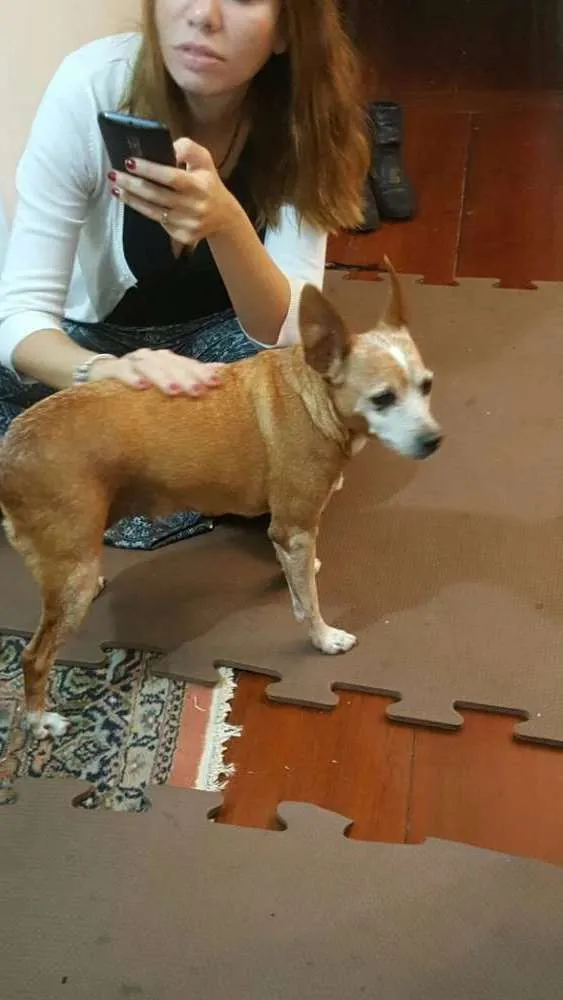 Cachorro ra a Pincher  idade 6 ou mais anos nome Florinda