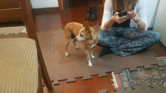 Cachorro ra a Pincher  idade 6 ou mais anos nome Florinda