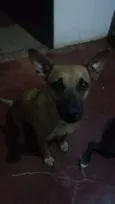 Pandora