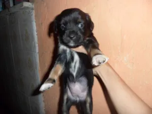 Cachorro raça Vira lata idade Abaixo de 2 meses nome Sem nome