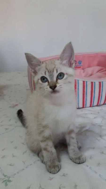 Gato ra a SRD idade Abaixo de 2 meses nome Ártemis 