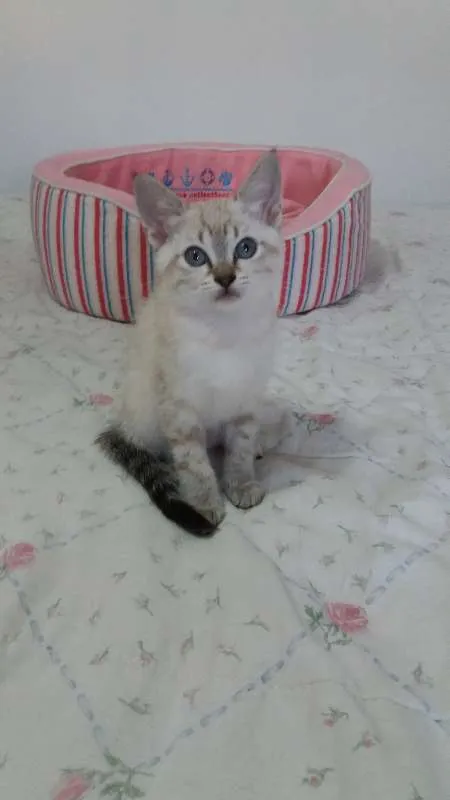 Gato ra a SRD idade Abaixo de 2 meses nome Ártemis 