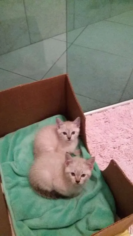 Gato ra a SRD idade Abaixo de 2 meses nome Ártemis 